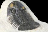 Trilobite (Paralejurus spatuliformis?) Fossil - Morocco #134056-5